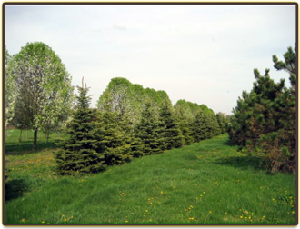 Greenway Landscape Nursery